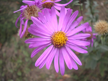 Aster amellus ´Brillant´